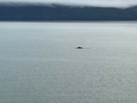 The Lone Whale