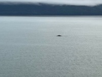 The Lone Whale