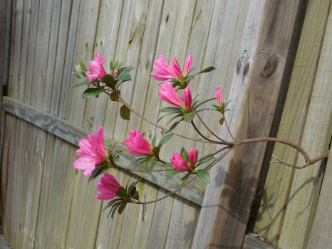 First Azaleas