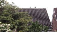 3 duck roof