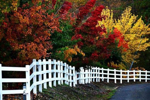 White fence and fall trees
