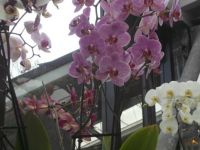Keukenhof