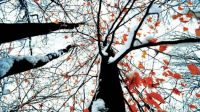Joni Harless Charleston WV beech trees