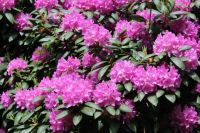 rhododendron