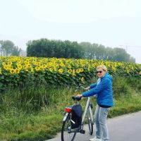 Zonnebloemvelden in Knokke-Heist