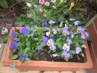 Trough of pansies