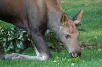 Baby moose