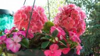 jULY 2011 029