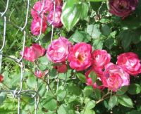 CanCan Climbing Rose 1st