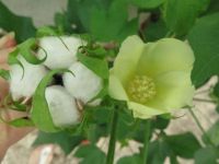 Cotton boll and flower