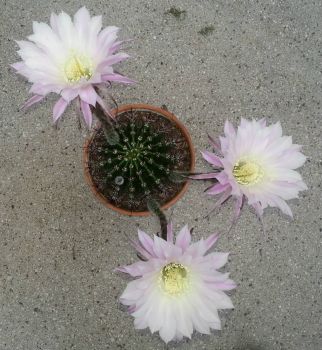 More Cactus Flowers