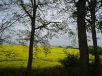 Rapefield and Baltic See