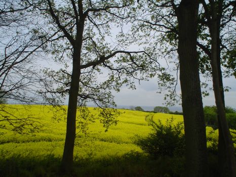 Rapefield and Baltic See