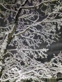 Oak Tree, Winter Storm