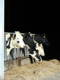 Cows at their breakfast