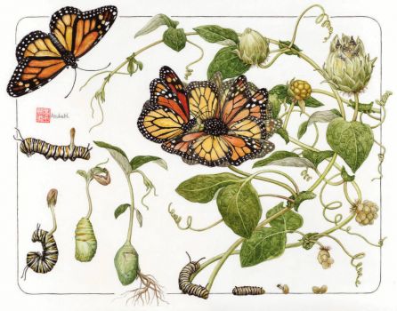 Asuka Hishiki--Monarch Butterfly Type B Metamorphosis – Life Cycle