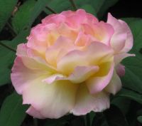 Peace rose - Gloria Dei