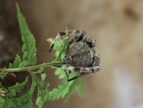 185_7907  a calmer Wolf Spider, Lycosa godeffroyi, Lycosidae, hiding