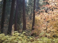 Sequoia Autumn