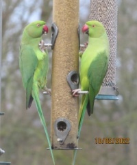 Two Rose-Ringed Parakeets at breakfast this morning