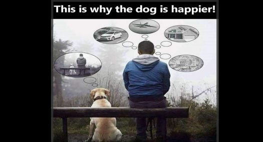 This-is-why-the-dog-is-happier1