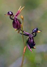 Flying Duck Orchid, Australia