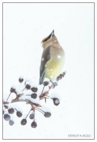 Cedar waxwing waiting for the perfect snowflake