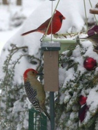 Winter Beauties at the Feeder