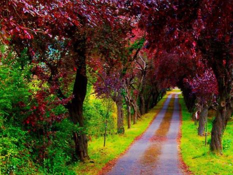 A Beautiful Path, Villaviciosa Asturias Spain