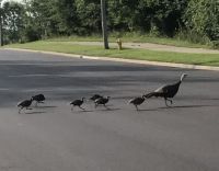 Turkey Crossing