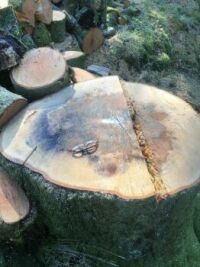Sad Death of a Beech Tree.
