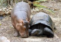 hippo and turtle friends