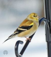 Goldfinch male in winter plumage