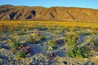 Desert Carpet