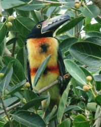 Collared Aracari - in our Banyon Tree, Belize