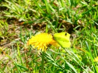 A dandelion with a bufferfly (Citroen Vlinder) (Gonepteryx hramni) on it, and a fly .. sitting on the butterfly