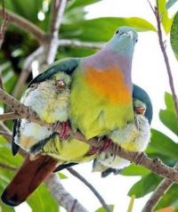 mother bird
