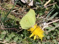 Brimstone butterfly - Gonepteryx rhamni (citroenvlinder)