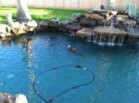 Ducks