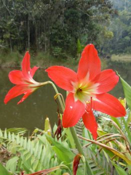 lilies, Madagascar