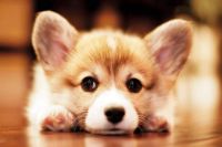 Pembroke Welsh Corgi Puppy