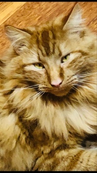 Meet Jerry the Cat (Outback Wrangler)