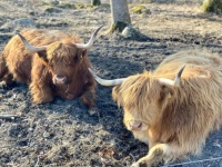 Just chillin - Highland cattle