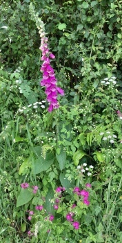 Pink and wild