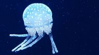 20160802_132436(1) Jellyfish