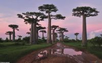 Madagascar Baobabs Trees