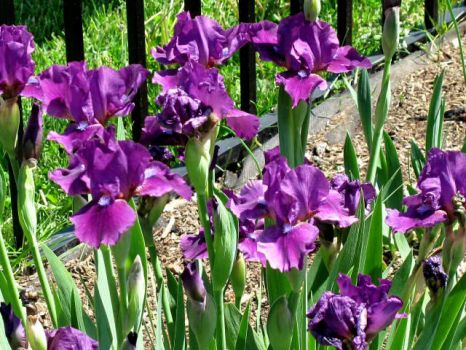 Presby iris garden -Monclair NJ