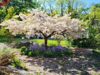At Tumwater Falls Park