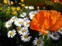 Poppy and Daisies