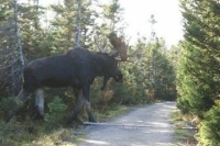 Moose in Maine